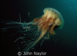lions mane jellyfish  by John Naylor 